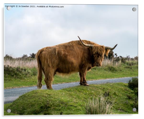 Highland Cow, Dartmoor Acrylic by Jo Sowden