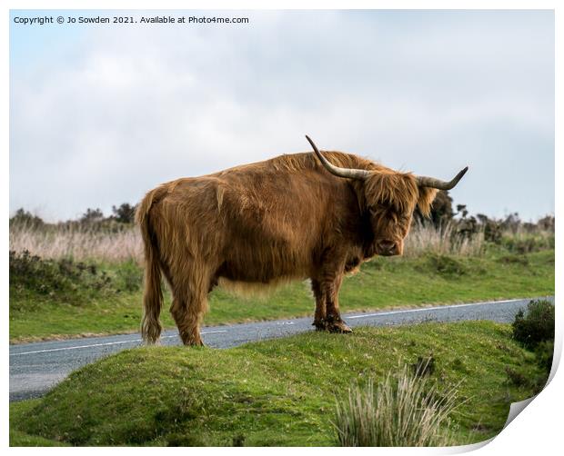 Highland Cow, Dartmoor Print by Jo Sowden