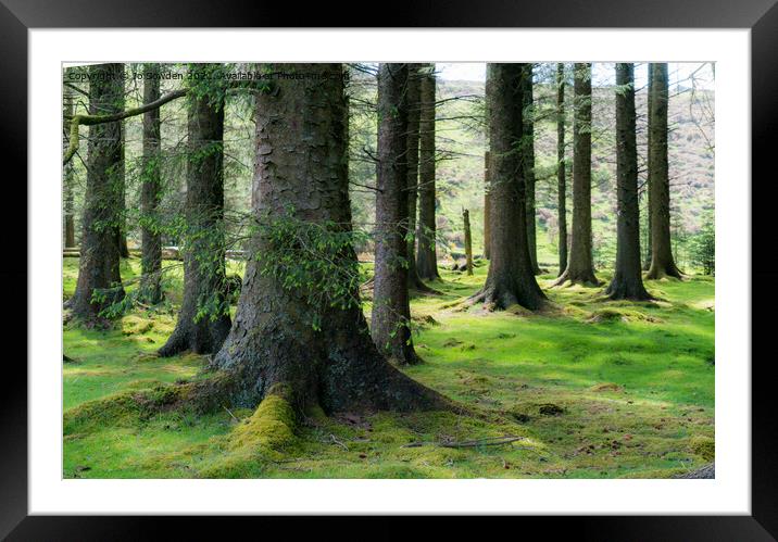 Bellever Forest Framed Mounted Print by Jo Sowden