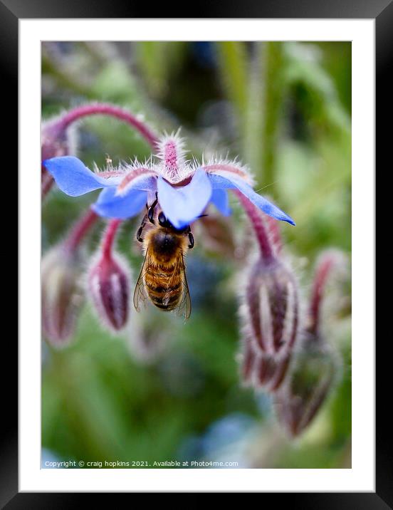  Bee and Borage  Framed Mounted Print by craig hopkins