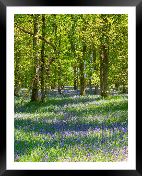 Enchanting Bluebell Woodland Framed Mounted Print by Stuart Jack