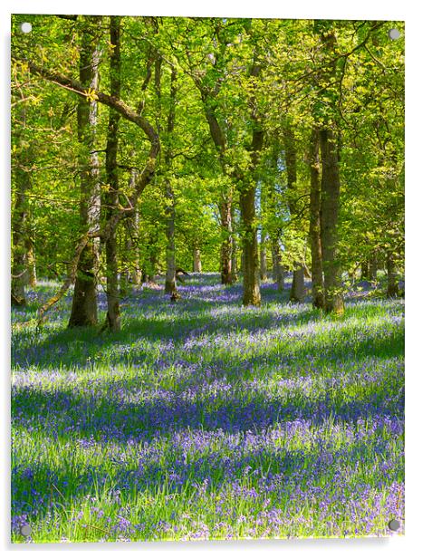 Enchanting Bluebell Woodland Acrylic by Stuart Jack