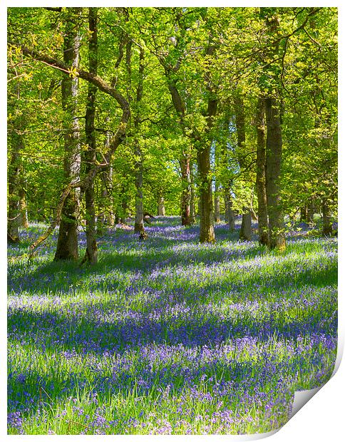 Enchanting Bluebell Woodland Print by Stuart Jack