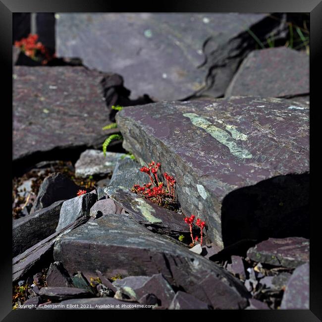 Alpine flower in Slate quarry Framed Print by Benjamin Elliott