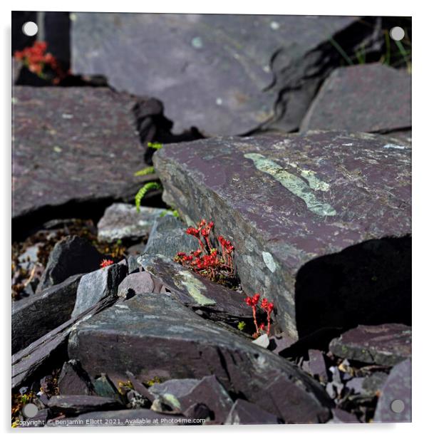 Alpine flower in Slate quarry Acrylic by Benjamin Elliott