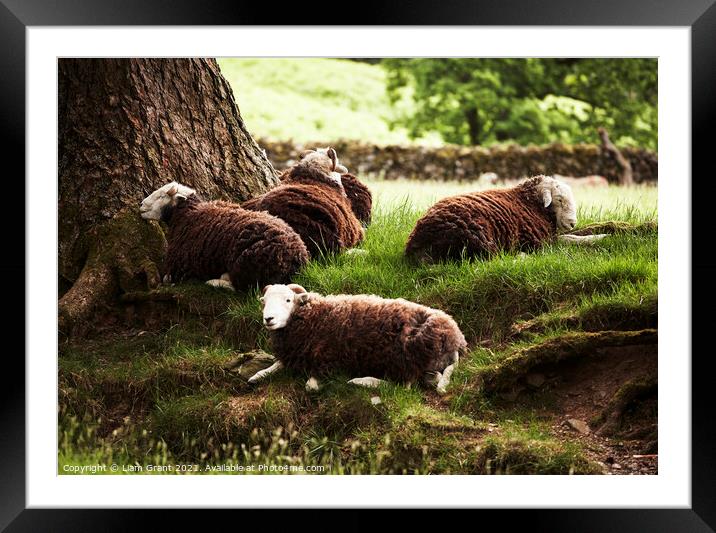 Sheep laying in the shade on a hot summers day. Cumbria, UK. Framed Mounted Print by Liam Grant