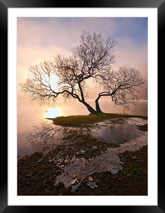 Tree In Fog Framed Mounted Print by Jason Connolly