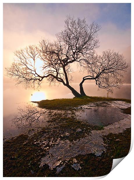 Tree In Fog Print by Jason Connolly