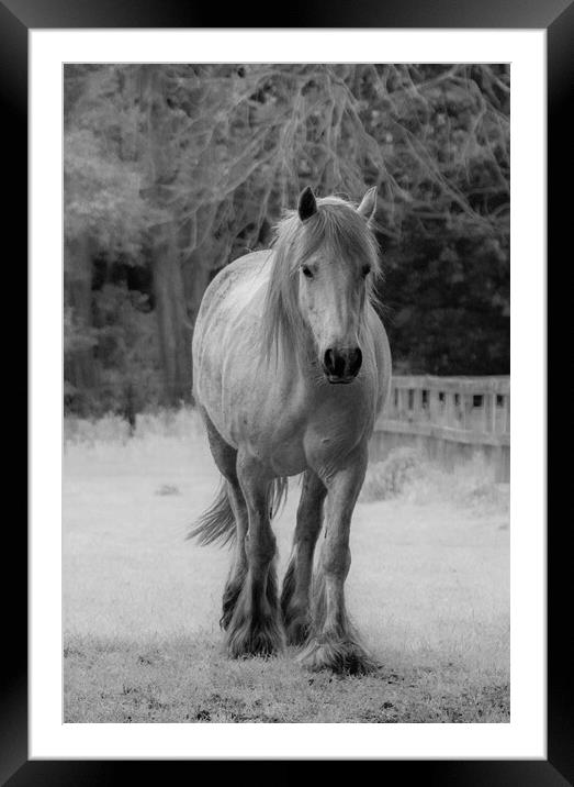 Animal horse Framed Mounted Print by Sam Owen