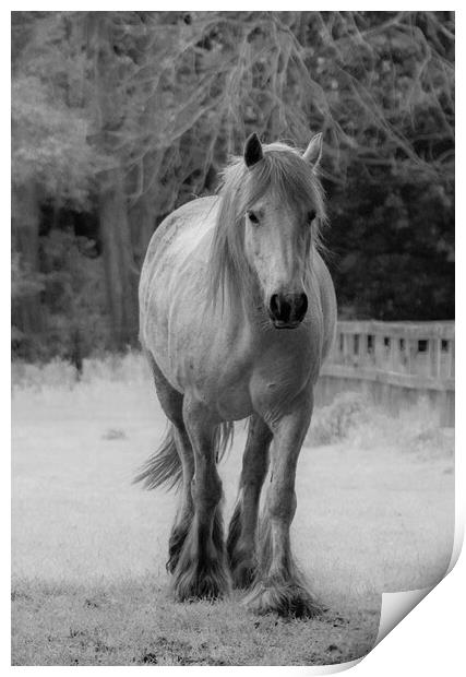 Animal horse Print by Sam Owen