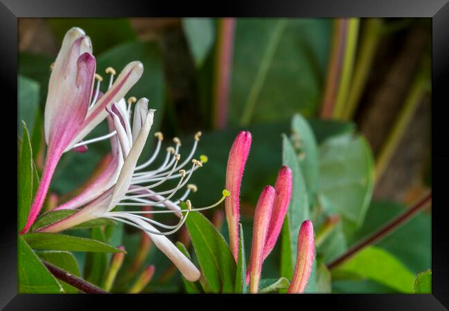 Common Honeysuckle Blooming Framed Print by Arterra 