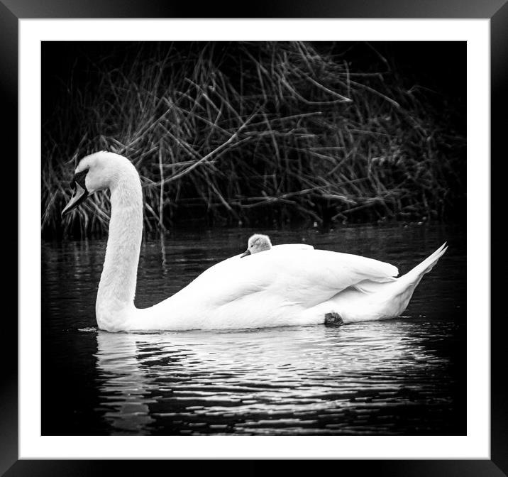 Swan and cygnet  Framed Mounted Print by Sam Owen