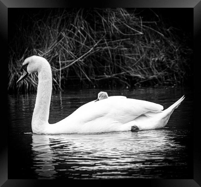 Swan and cygnet  Framed Print by Sam Owen