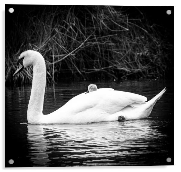 Swan and cygnet  Acrylic by Sam Owen