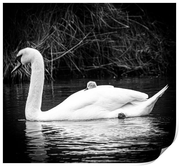 Swan and cygnet  Print by Sam Owen
