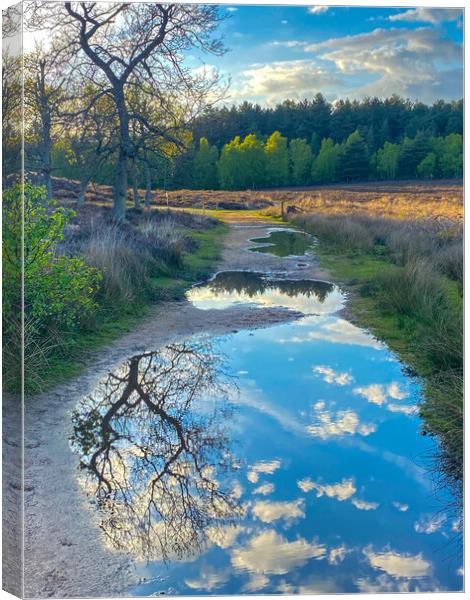 Cygnet family  Canvas Print by Sam Owen