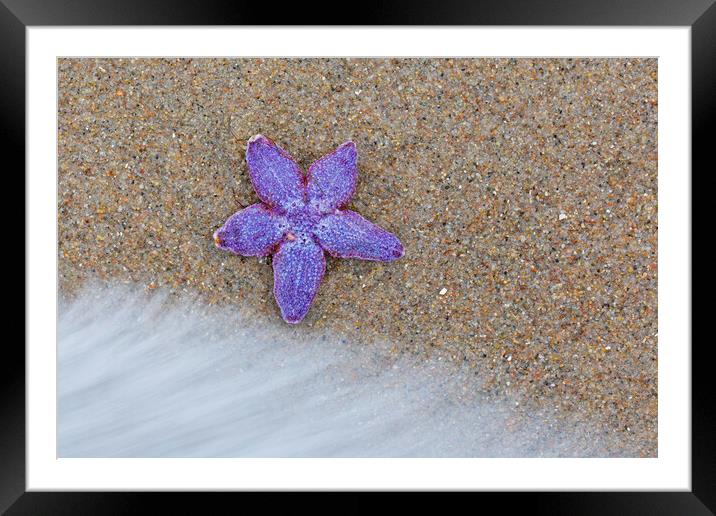 Purple Common Starfish Framed Mounted Print by Arterra 