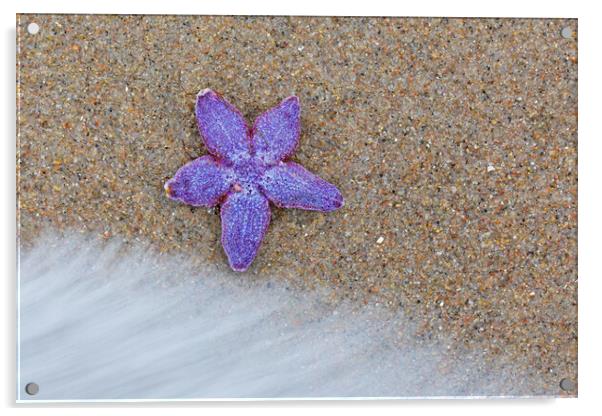 Purple Common Starfish Acrylic by Arterra 