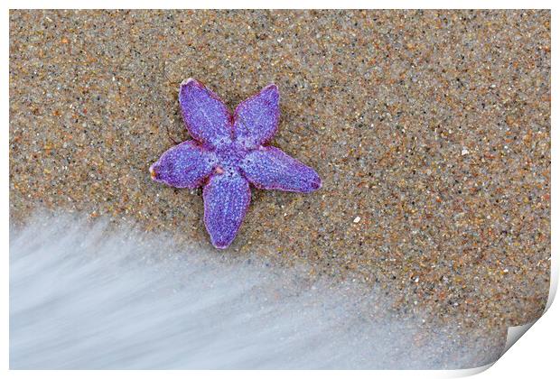 Purple Common Starfish Print by Arterra 