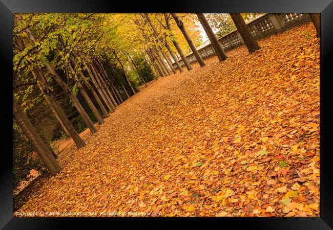 tree-lined avenue with leaves Framed Print by daniele mattioda