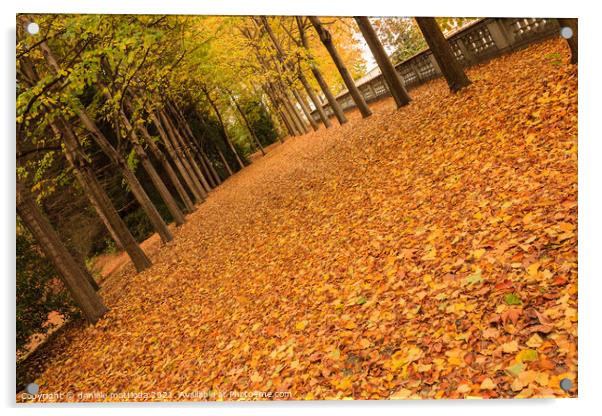 tree-lined avenue with leaves Acrylic by daniele mattioda