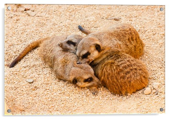  three meerkats from kalahari Acrylic by daniele mattioda