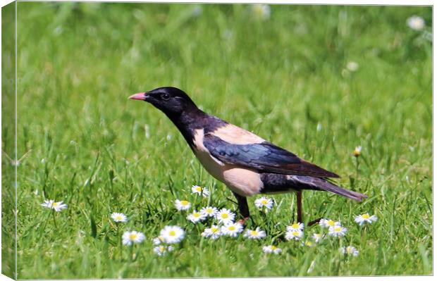 Rosy Starling Canvas Print by Susan Snow