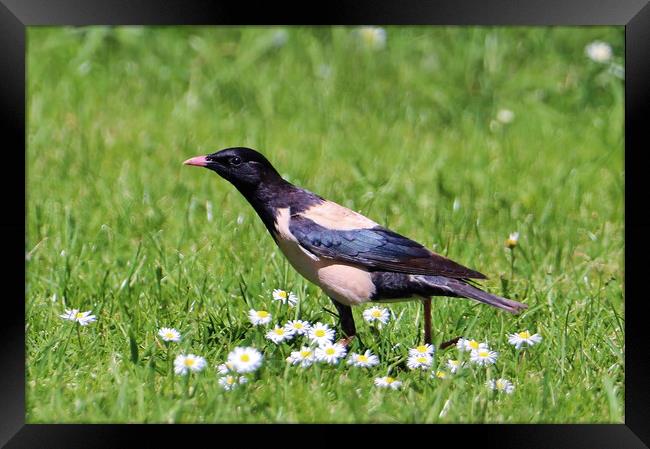 Rosy Starling Framed Print by Susan Snow