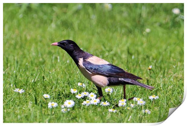 Rosy Starling Print by Susan Snow