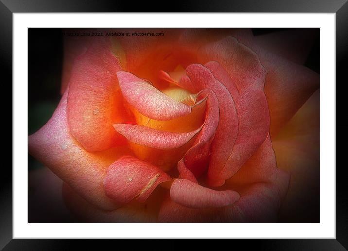 Passion Framed Mounted Print by Christine Lake