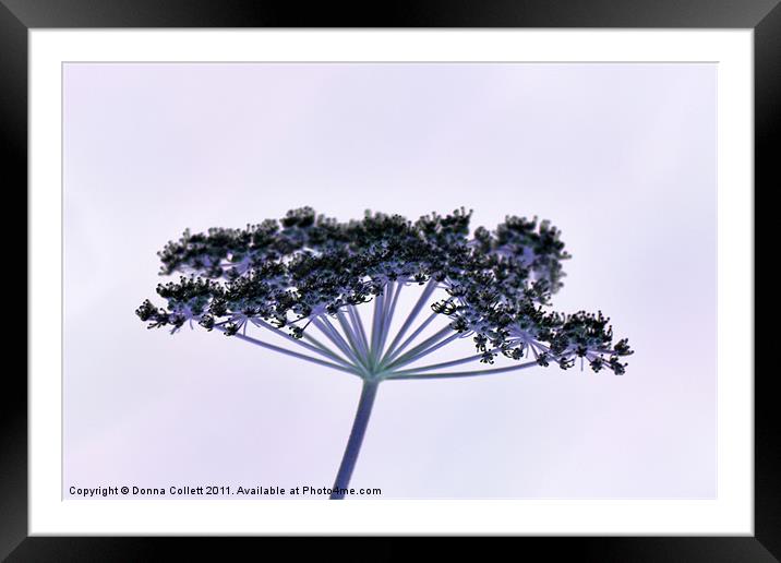Great Pignut - Negative Framed Mounted Print by Donna Collett