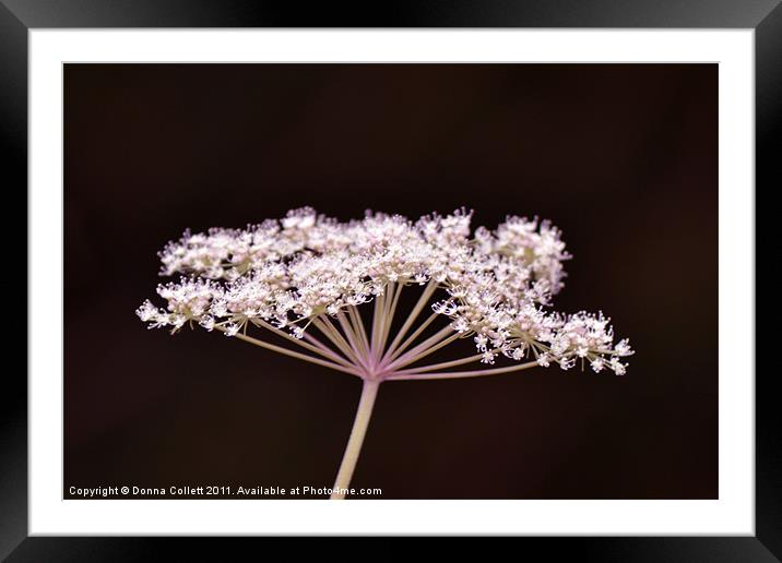Hint Of pink Pignut Framed Mounted Print by Donna Collett