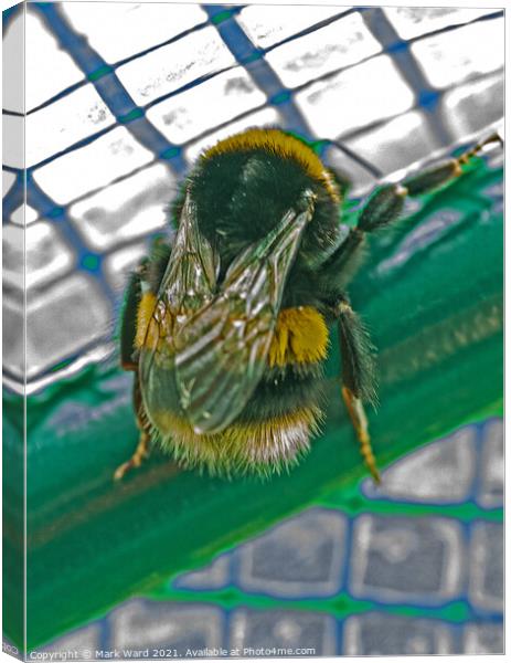 Bumblebee Feeling Trapped. Canvas Print by Mark Ward