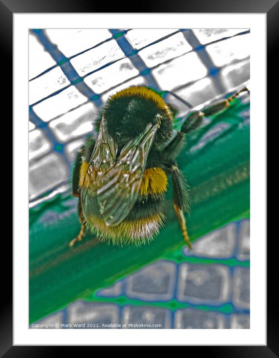 Bumblebee Feeling Trapped. Framed Mounted Print by Mark Ward
