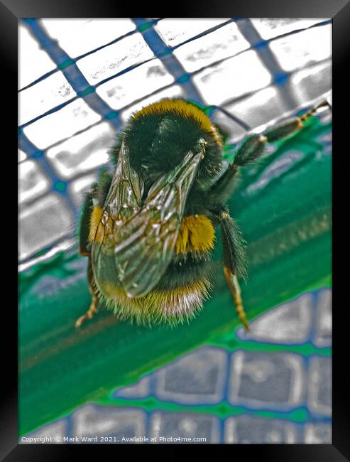 Bumblebee Feeling Trapped. Framed Print by Mark Ward