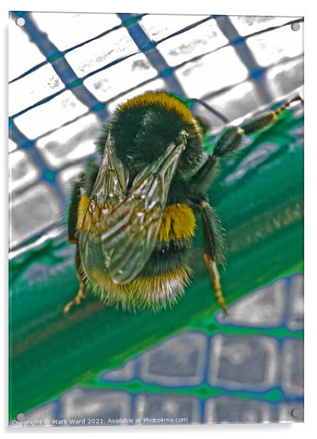 Bumblebee Feeling Trapped. Acrylic by Mark Ward