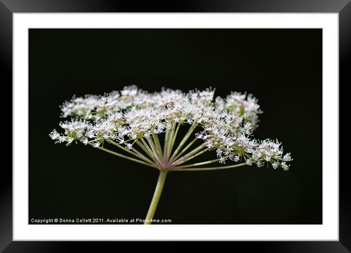 Natural Beautiful Framed Mounted Print by Donna Collett