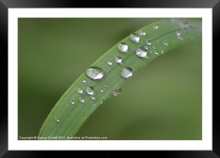 Natural Crystals Framed Mounted Print by Donna Collett