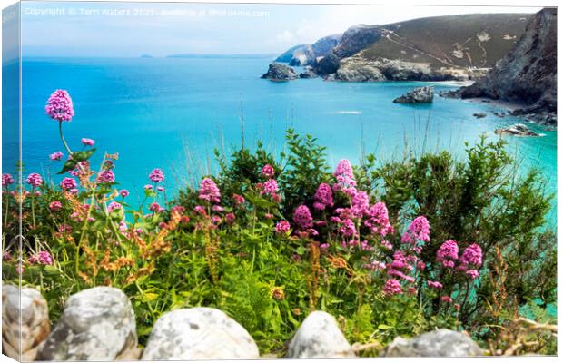 St Agnes Valerian Canvas Print by Terri Waters