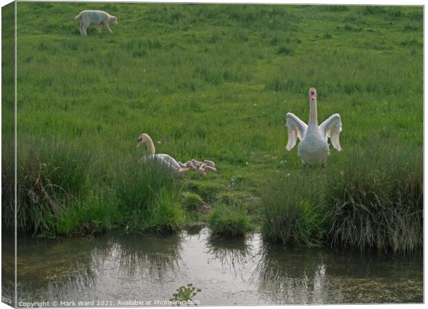 A Swan Family in harmony with Sheep and the Land. Canvas Print by Mark Ward