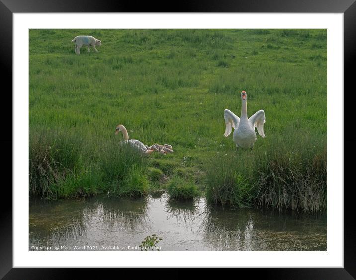 A Swan Family in harmony with Sheep and the Land. Framed Mounted Print by Mark Ward