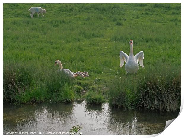 A Swan Family in harmony with Sheep and the Land. Print by Mark Ward