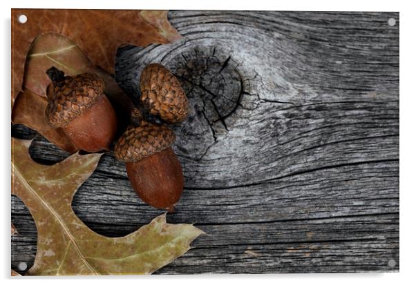 Acorns with oak leaves on rustic wood background for Thanksgivin Acrylic by Thomas Baker