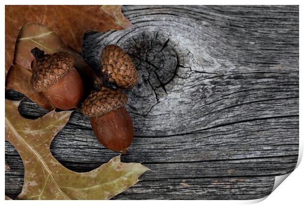 Acorns with oak leaves on rustic wood background for Thanksgivin Print by Thomas Baker