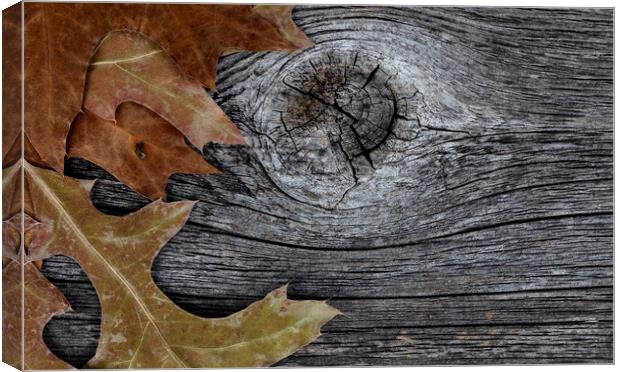Oak leaves on rustic wood background for Thanksgiving or Hallowe Canvas Print by Thomas Baker