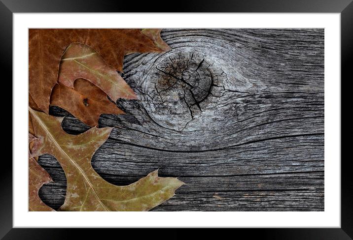 Oak leaves on rustic wood background for Thanksgiving or Hallowe Framed Mounted Print by Thomas Baker