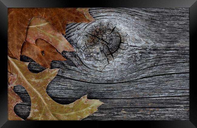 Oak leaves on rustic wood background for Thanksgiving or Hallowe Framed Print by Thomas Baker
