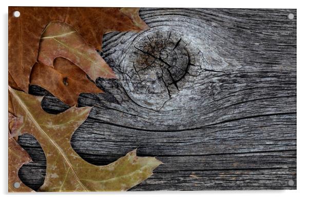 Oak leaves on rustic wood background for Thanksgiving or Hallowe Acrylic by Thomas Baker