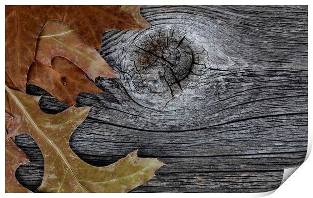 Oak leaves on rustic wood background for Thanksgiving or Hallowe Print by Thomas Baker