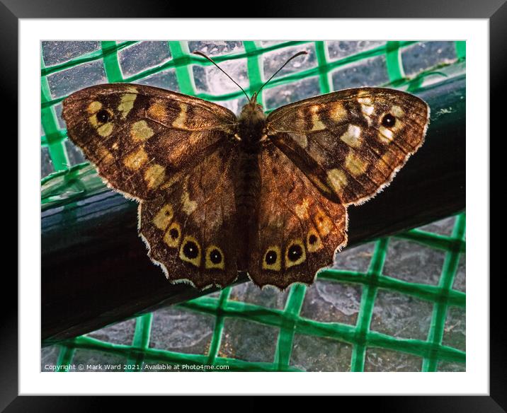 Speckled Wood Butterfly Framed Mounted Print by Mark Ward